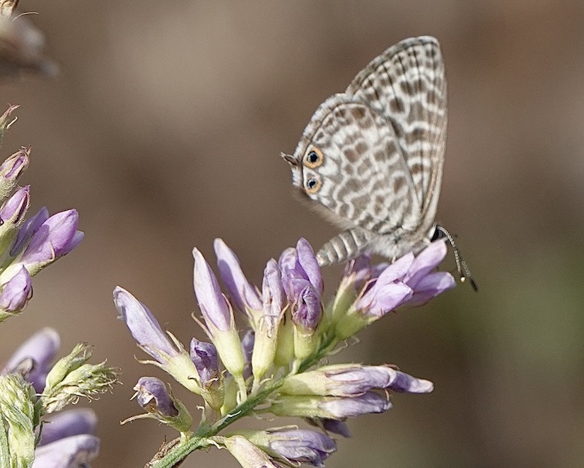 Lang's short-tailed blue